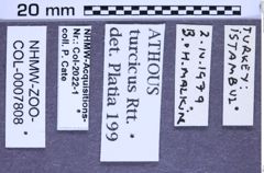Etiketten zu Athous turcicus (Reitter, 1905) (NHMW-ZOO-COL-0007808)